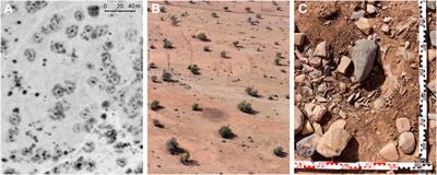 Monitoring dryland trees with remote sensing. Part B: Combining tree cover and plant architecture data to assess degradation and recovery of Argania spinosa woodlands of South Morocco